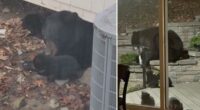 Mama bear, 4 cubs settle underneath NJ family's porch â and show no signs of leaving